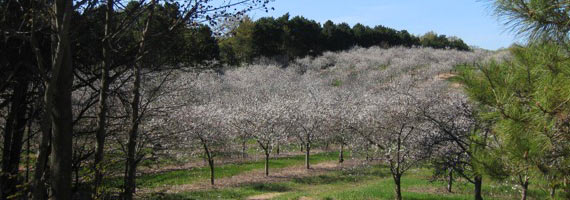 orchard blossoms